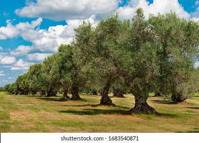 Italy Puglia Olive Tree Plantation