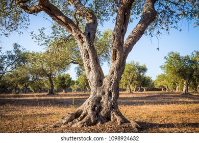 Italy, Puglia Region. One Hundred Years Old Olive Tree Detail.