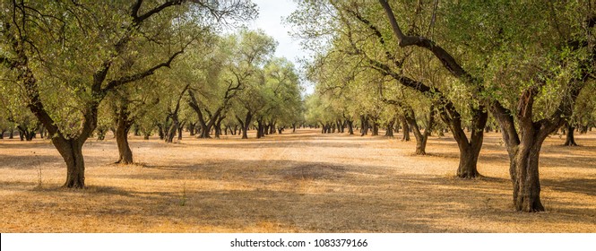 Italy, Puglia region, south of the country. Traditional plantation of olive trees. - Shutterstock ID 1083379166
