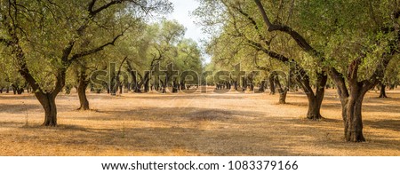 Italy, Puglia region, south of the country. Traditional plantation of olive trees.