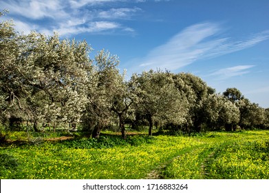 Italy Sardinia Photograph of Landscape Countryside with Olive Trees and Spontaneous Vegetation - Powered by Shutterstock