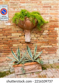 Italy, Tuscany, Chiusure. An Artichoke Wall Planter.