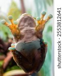 Itapotihyla langsdorffii or Ocellated Treefrog, found in the Atlantic Forest biome of Brazil. Close up