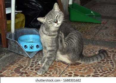 A Itching Grey Cat Portrait Was Taken At Outdoor Area.