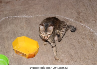 Itchy Cat Waiting For The Dinner 