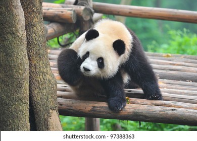 Itchy Giant Panda Bear Scratching With Paw