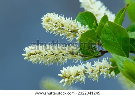 Itea virginica, Virginia sweetspire. Multiple inflorescences pointed to the left.