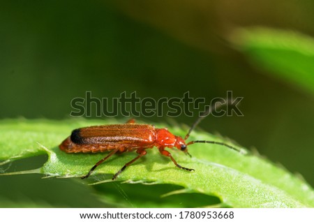 IThe red beetle is crawling along the stem.nsects are very active during the day.