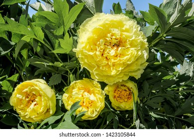 Itoh Hybrid Peony 'Yellow Crown' (Paeonia Itoh hybrid) in garden, Moscow region, Russia