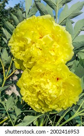 Itoh Hybrid Peony 'Yellow Crown' (Paeonia Itoh hybrid) in garden