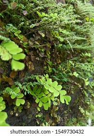 Iving Green Wall Of Devil's Ivy, Ferns, Philodendron, Peperomia, Inch Plant And Different Varieties Tropical Rainforest Foliage Plants On Wall Background