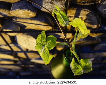 Ivory betel plant (Epipremnum aureum) in a recycled glass bottle pot hanging on a wooden fence as an ornamental plant,Flat lay - Powered by Shutterstock