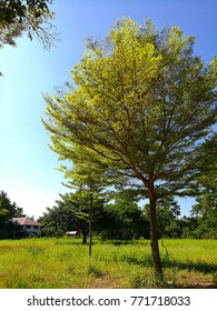 Ivory Cost Almond In The Garden Sunnyday Summer InThailand