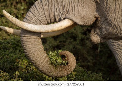 Ivory Elephant Tusks