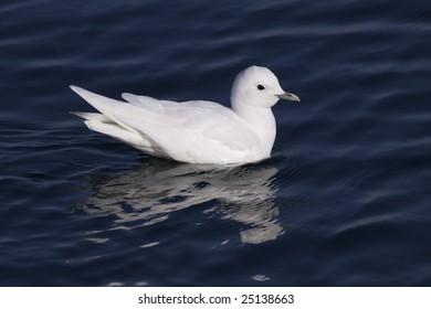 Ivory Gull