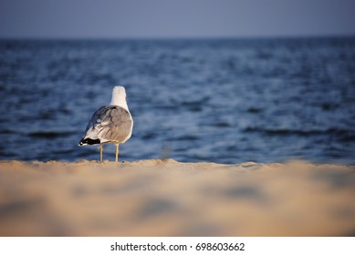 Ivory Gull