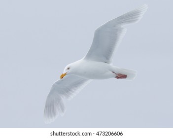 Ivory Gull In Flight In Arctic