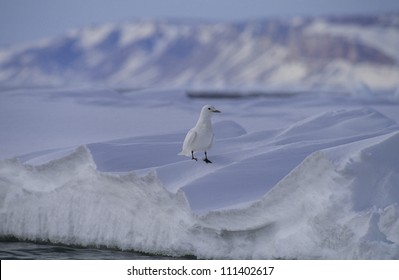 Ivory Gull, Greenland