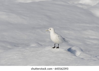 Ivory Gull (Pagophila Eburnea)