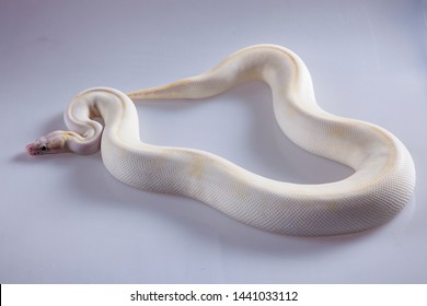 ivory pastel morph ballpython snake on white background