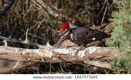 A ivory-billed woodpecker on old wood looking for food.