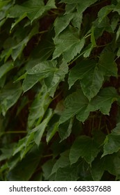 Ivy