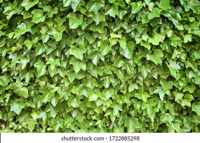 Ivy background at high resolution.