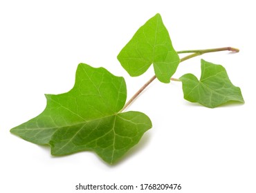Lierre Images Stock Photos Vectors Shutterstock