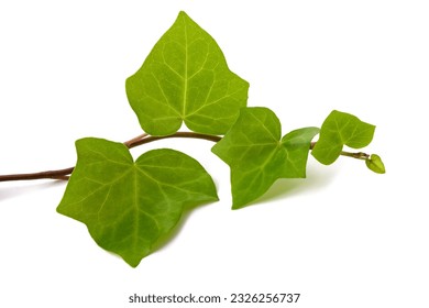 Ivy branch  isolated  on white background