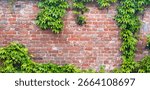 Ivy brick wall texture background. Old brick blocks wall and green creeper, ancient bricks fence, retro stonewall with copy space, brickwork exterior mockup