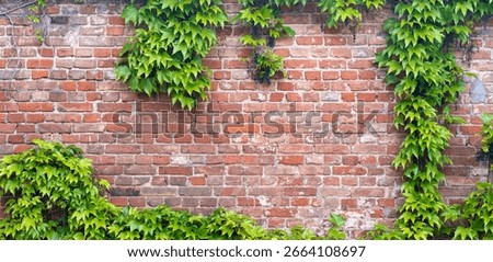 Ivy brick wall texture background. Old brick blocks wall and green creeper, ancient bricks fence, retro stonewall with copy space, brickwork exterior mockup