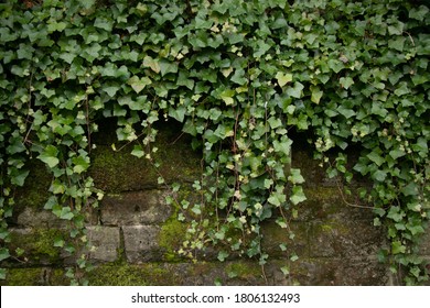 Ivy bush on a brick wall on a rainy autumn day, Glasgow, Scotland. 