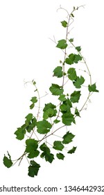 Ivy. Climbing plant isolated on white background. Vine plant in summer