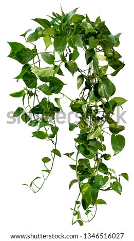 Ivy. Climbing plant isolated on white background. Vine plant in summer	
