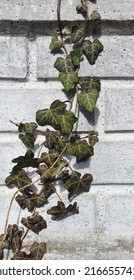 Ivy Climbing A White Brick Wall On A Sunny Spring Day.