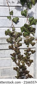 Ivy Climbing A White Brick Wall On A Sunny Spring Day.