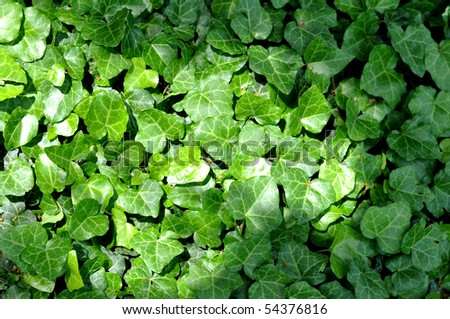 ivy cover background