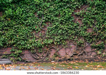 Ivy covered brick wall good for backdrop