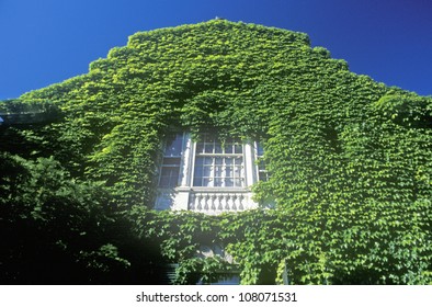 Ivy Covered Building, Harvard University, Cambridge, Massachusetts