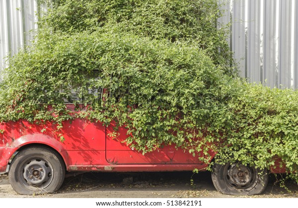 Ivy covered a\
car
