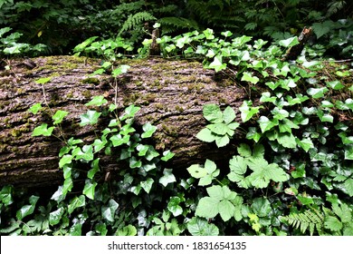 Ivy Covered Log In West Linn Wilderness Park In Oregon Pacific North West