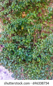 Ivy covers the wall of green carpet, behind vines in  green world living fence