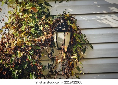 Ivy Creeping Over Porch Light. 