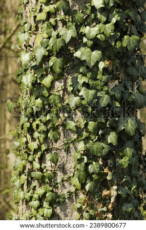Ivy engulfed tree trunk close-up