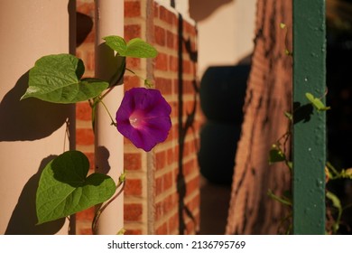 Ivy With Flower, Purple, Brick Background.