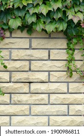 Ivy Frame On An Old Brick Wall