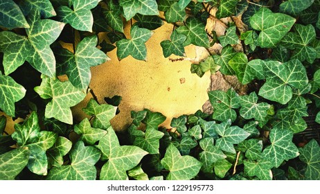 Ivy Frame: The Poison Ivy Branch With Green Leaves On A Light Background, Ivy Wall Pattern, Nostalgic Garden Background, Brno, Czech Republic, 26 March 2017