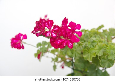 ピンクのゼラニウム High Res Stock Images Shutterstock