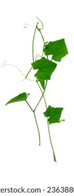 Ivy Gourd leaf creeper white background - Shutterstock ID 2363880091
