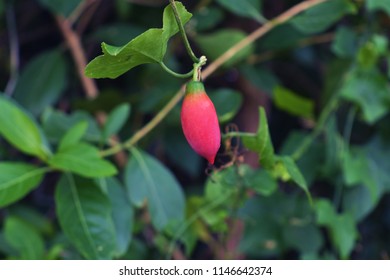 Ivy Gourd On The Green Backdrops Royalty Free Stock Photos And Images